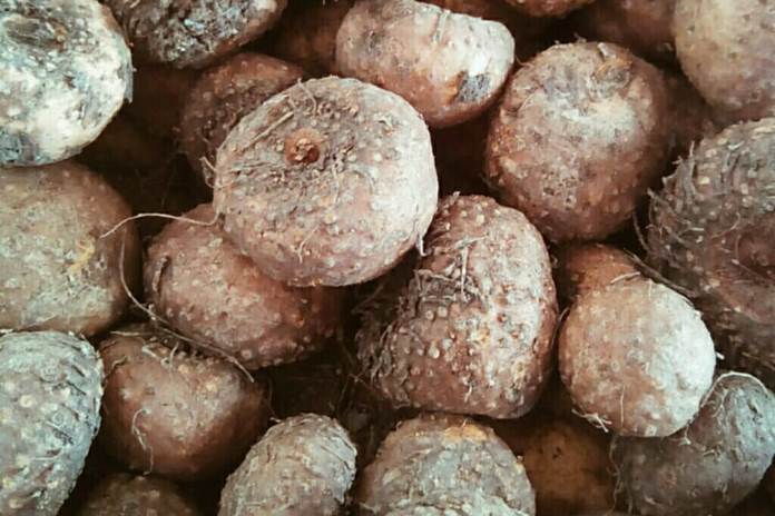 BUMDes Sicini Kembangkan Pengolahan Porang Sebagai Produk Unggulan Desa