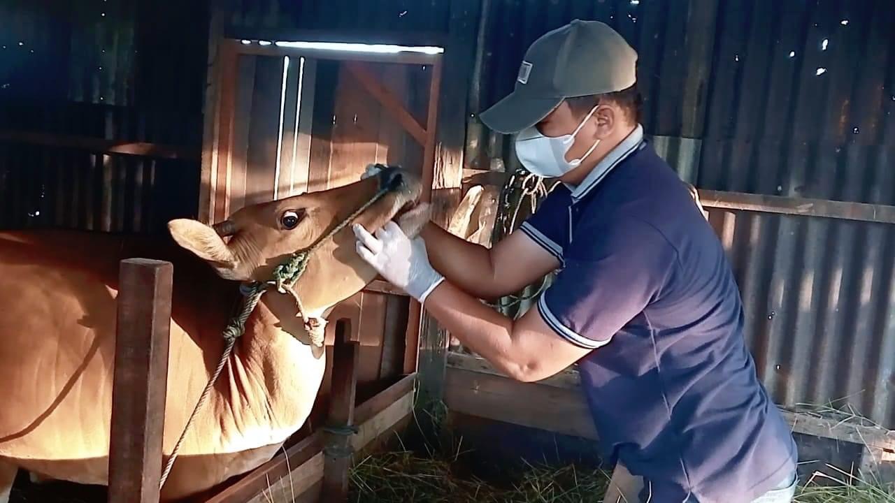 Penyuluhan Penyakit Gigi dan Mulut pada Ternak Tingkatkan Kesiapsiagaan Peternak Sicini