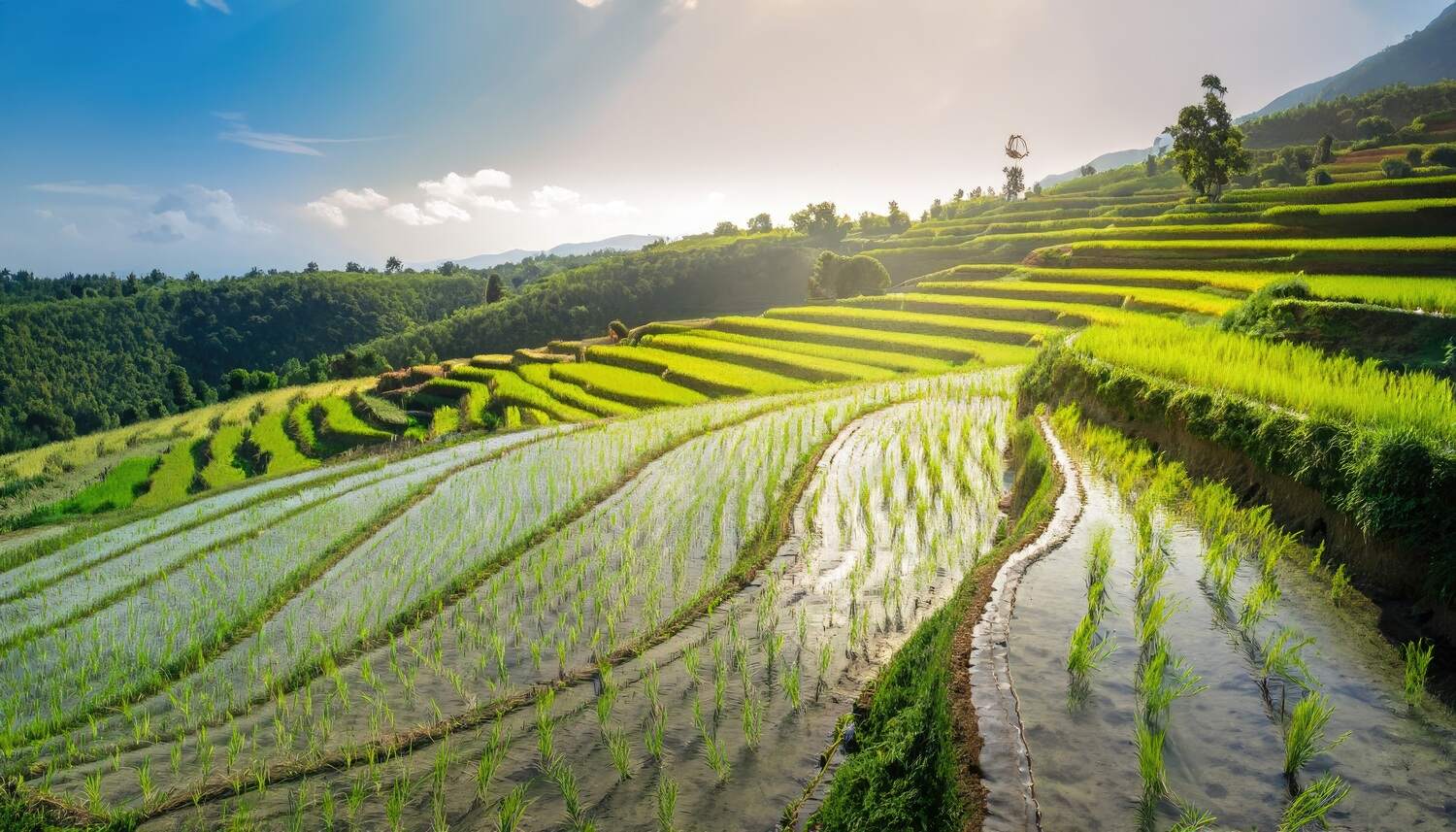 KEBANGKITAN EKONOMI INDONESIA DARI DESA